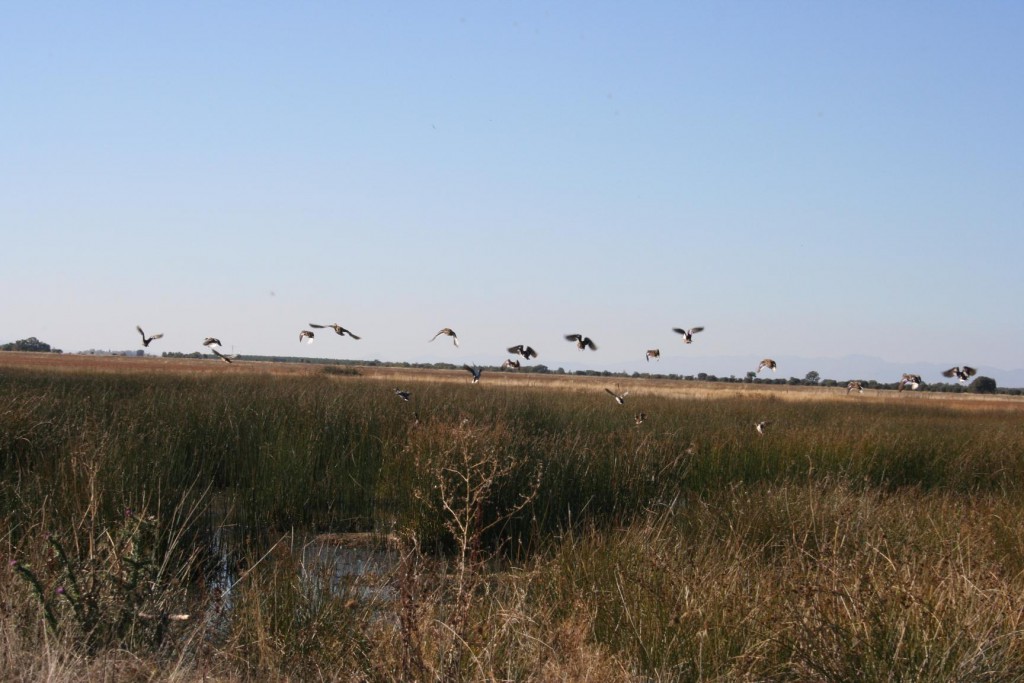 Laguna rey meizara