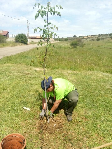 plantacion antimio (1)