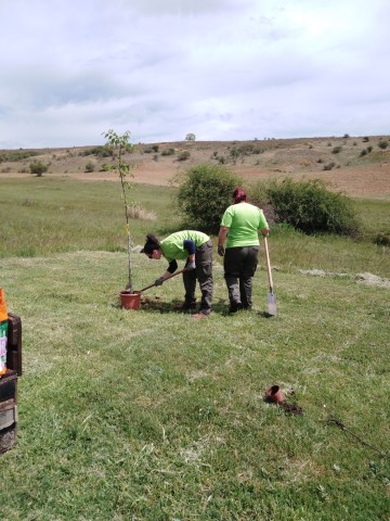 plantacion antimio (2)